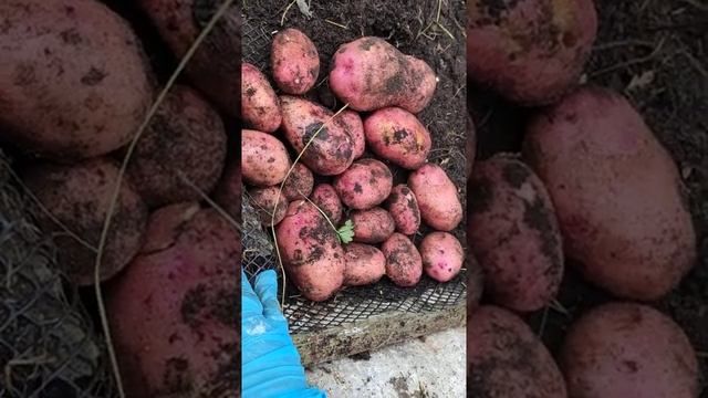 Картофель "Утро ранее" 2 смотреть онлайн