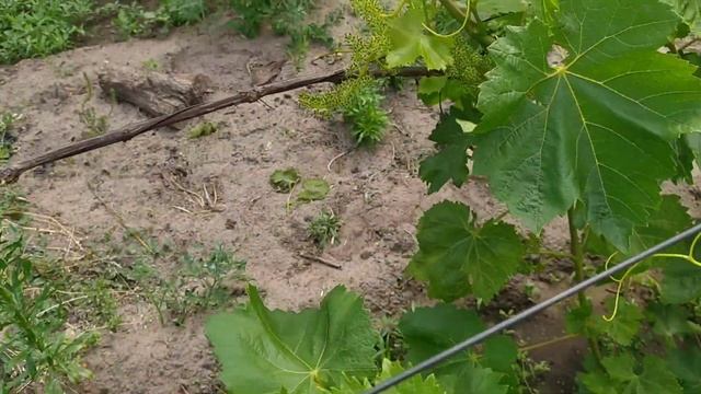 Цветение винограда. Зацвели все сорта. 19.06.2023 смотреть онлайн