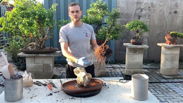 Root Over Rock - Bonsai Technique смотреть онлайн