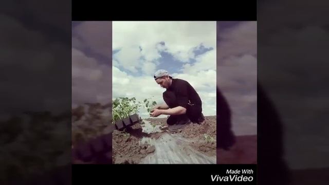 #арбуз #рассада #сельскоехозяйство #адскийтруд #капельноеорошение #земляказахстана #казакжери #каза смотреть онлайн
