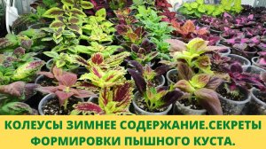 Колеусы. Секрет обрезки чтобы листья после прищипки точки роста не росли мелкими .Обзор в декабре.