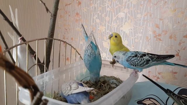 ИДЕИ ДЛЯ ОБУСТРОЙСТВА КЛЕТОК И ИГРОВЫХ СТЕНДОВ ДЛЯ ПОПУГАЕВ! смотреть онлайн