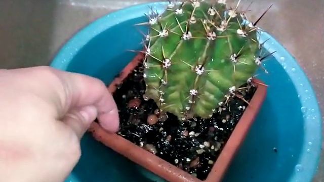 Первый полив кактуса после зимовки. смотреть онлайн
