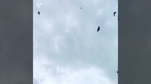 ИГРА ГОЛУБЕЙ (ИРАНЦЫ)#tauben #pigeons 2022г