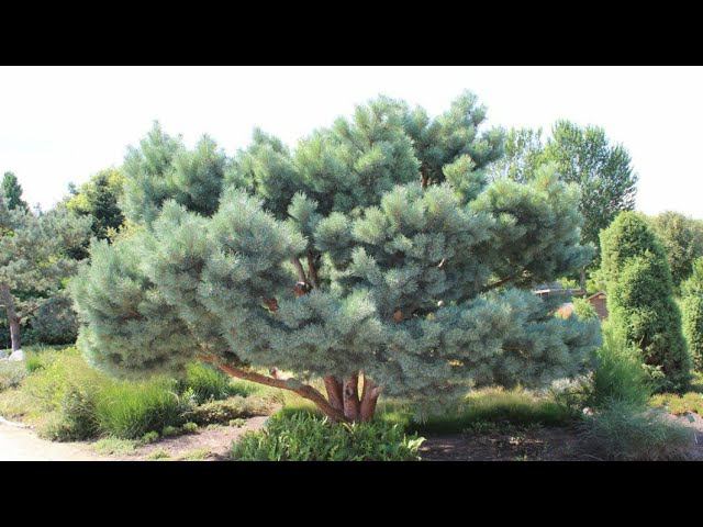 Формирую сосны смотреть онлайн