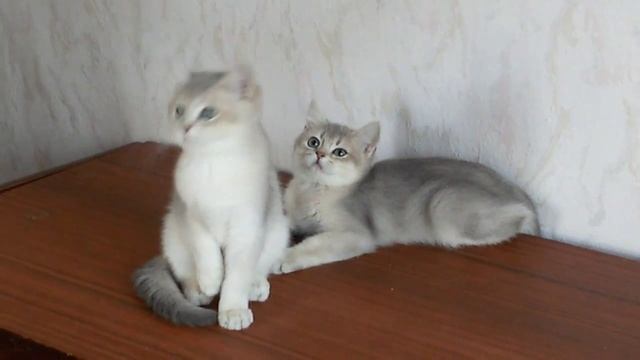 Продажа-Британские котята-девочки, окрас-голубой золотой тиккированный смотреть онлайн
