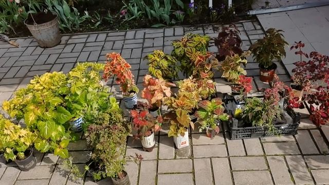 КОЛЕУСЫ посадка и уход в открытом грунте. Тонкости выращивания смотреть онлайн