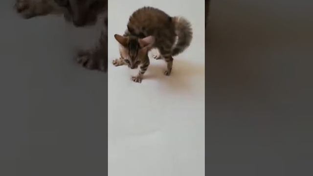 Страшнее Буси зверя нет))) смотреть онлайн