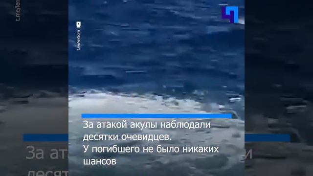 Большая акула СГРЫЗЛА человека в Австралии! #shots смотреть онлайн