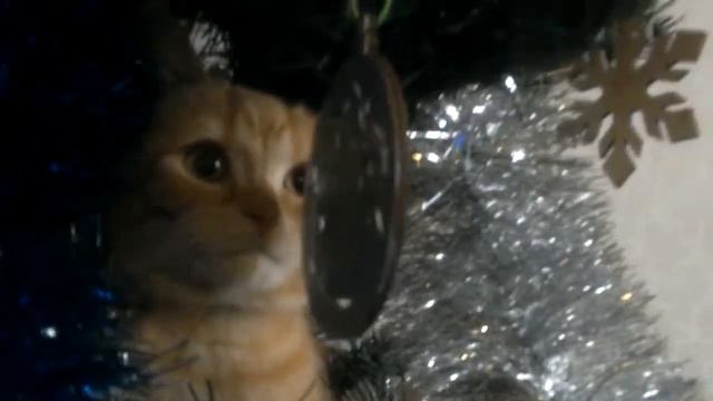 Кот на ёлке !!!!!! смотреть онлайн