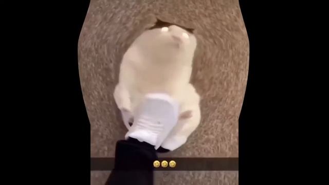 кот напал на хозяина страшные последствия смотреть онлайн