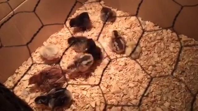 Экскурсия по цыплятам и кошкам в доме смотреть онлайн