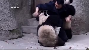 Нападение панды на человека. The attack on Panda man. 袭击的熊猫男