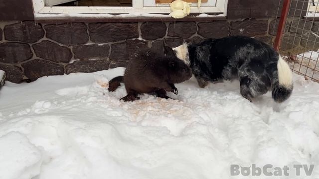 ИНОПЛАНЕТНЫЙ КОТ ЗНАКОМИТСЯ С МЕЙН-КУНАМИ И БОДАЕТСЯ С БОБРОМ / Бобр первый раз увидел снег смотреть онлайн