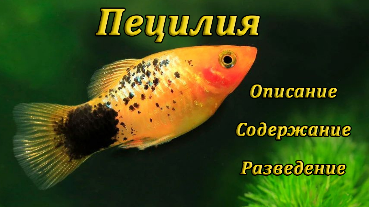 Пецилия - описание, виды, уход, размножение смотреть онлайн