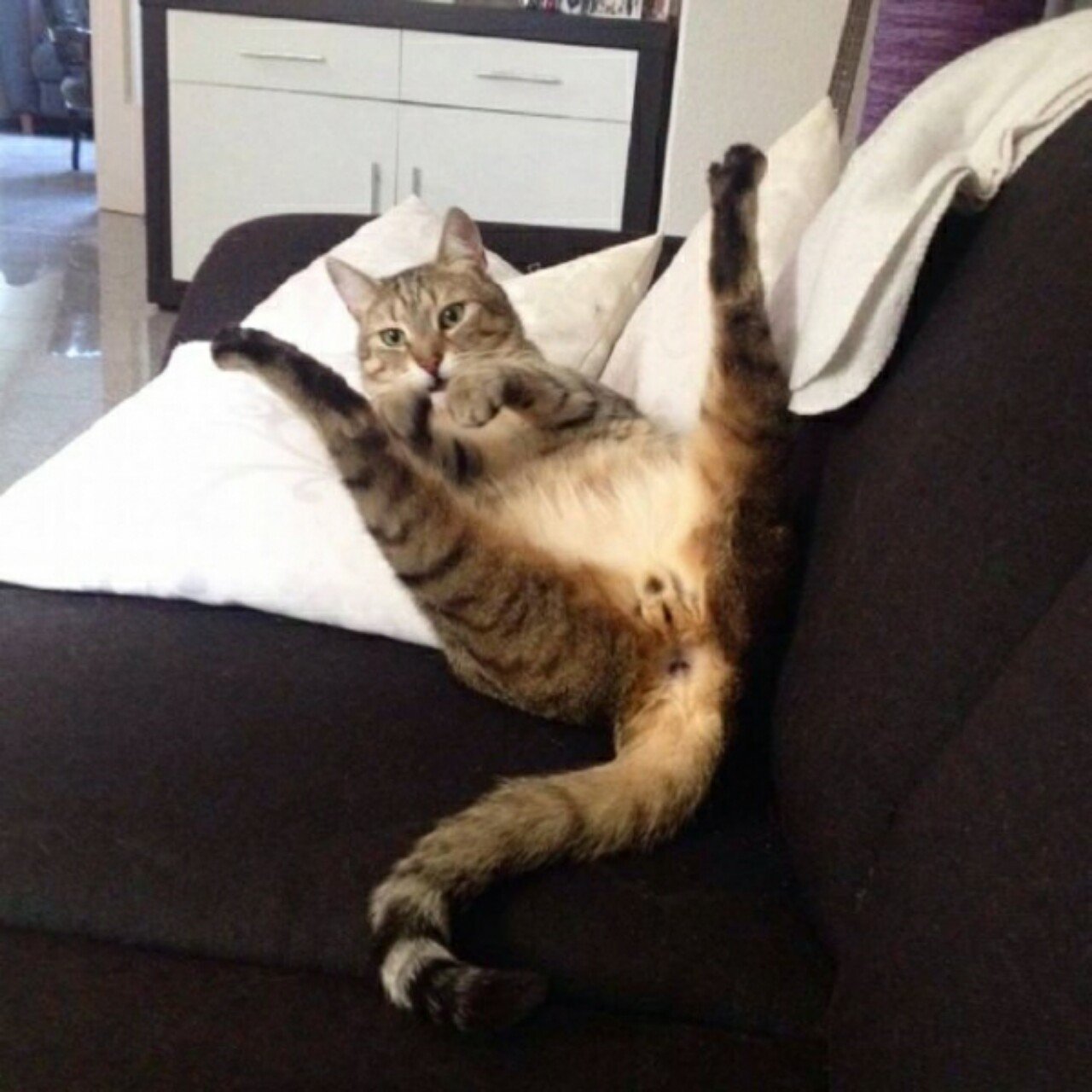 11 МИНУТ СМЕХА ДО СЛЕЗ! ЛУЧШИЕ ПРИКОЛЫ С ЖИВОТНЫМИ. СМЕШНЫЕ ЖИВОТНЫЕ приколы 2021 смотреть онлайн