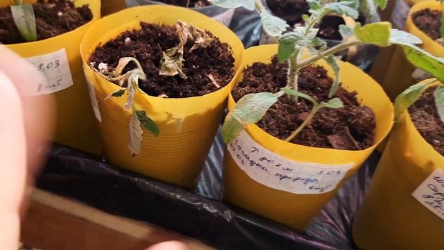 Пятый день после полива перекисью водорода. Обзор рассады на 10.04.21. смотреть онлайн