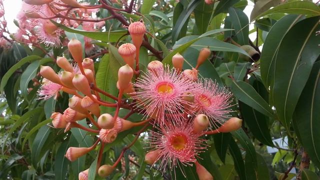 Beautiful corymbia ficifolia -pink flowers- смотреть онлайн