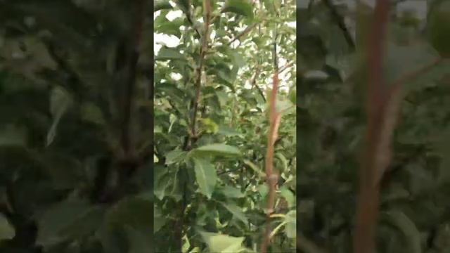 Роза пурпл Сплеш и первый урожай груша Памяти Яковлева смотреть онлайн