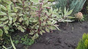 Дерен Айвори Хало, туя Морган