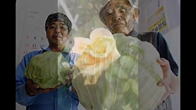 Возле АЭС «Фукусима» выросли цветы-мутанты