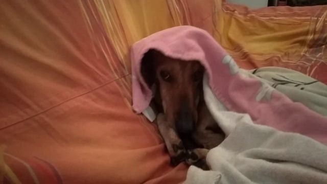 кошка предсказывает погоду смотреть онлайн