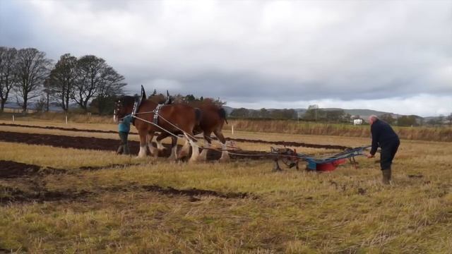 Clydesdale Horses Ploughing Plowing near Kinross Scotland. смотреть онлайн