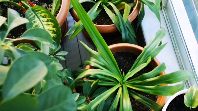 Yucca Çiçeği Bakımı Sulaması Çoğaltımı #yuka #avizeçiçeği #massengena #salonçiçeği смотреть онлайн