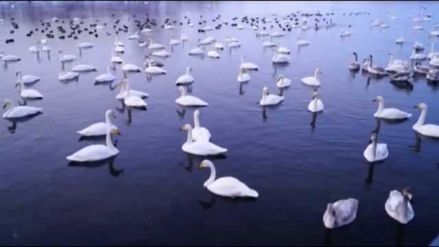 Лебединый заказник в Алтайском крае смотреть онлайн
