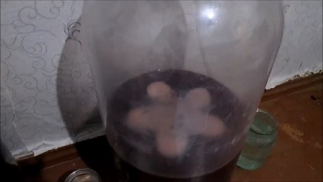 Сколько Мяса и Сала выходит с Вьетнамской свиньи, выгодно или нет смотреть онлайн