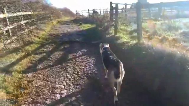 Owner's review of Aboriginal Central Asian Shepherd Iman in England👏Отзыв владельца об "аборигенке" смотреть онлайн