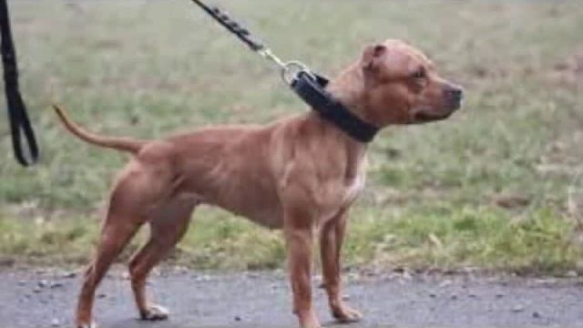 Ирландский стаффордширский бультерьер мускульная и сильная несмотря на свои размеры собака смотреть онлайн