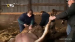 Невероятный доктор Пол