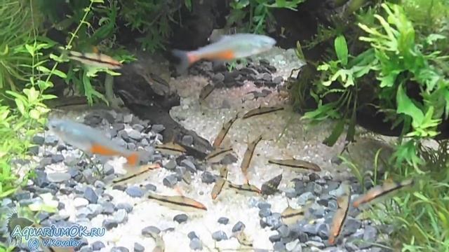 Аквариум с погостемонами и барбусами денисони смотреть онлайн