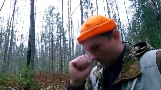 Ходовая охота с лайками! Без трофея/Собаки работали всю ночь! смотреть онлайн