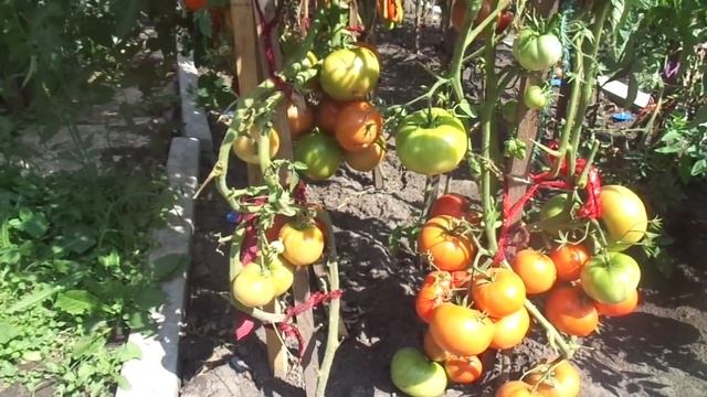 ГРЕЧКА КАК СИДЕРАТ. ЭФФЕКТИВНА ЛИ ОНА? Ольга Чернова. смотреть онлайн