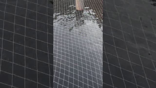 растем, едим. клариевый сом смотреть онлайн