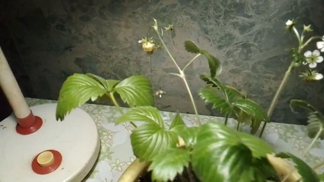 Ложки с Икрой на Праздничный Стол .Рецепт приготовления ложек. смотреть онлайн