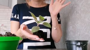 Колерия. Уход в домашних условиях./ Размножение. /Пересадка.