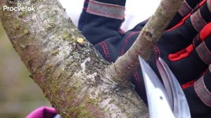 КЛАССИЧЕСКИЕ ОШИБКИ ПРИ ОБРЕЗКЕ плодовых деревьев, которые совершают