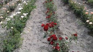 леа меж парковая роза, питомник роз полины козловой, rozarium.biz