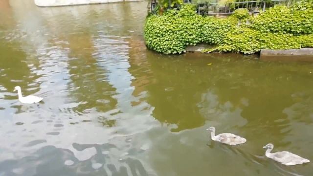 Лебеди на воде смотреть онлайн