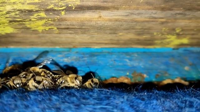 ЗИМОВКА ПЧЁЛ НА УЛИЦЕ И В ОМШАННИКЕ, ПЛЮСЫ И МИНУСЫ. смотреть онлайн