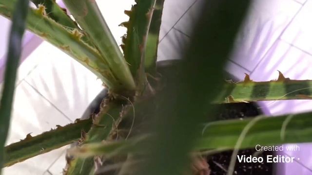 How fast does a Washingtonia robusta grow. One year later смотреть онлайн