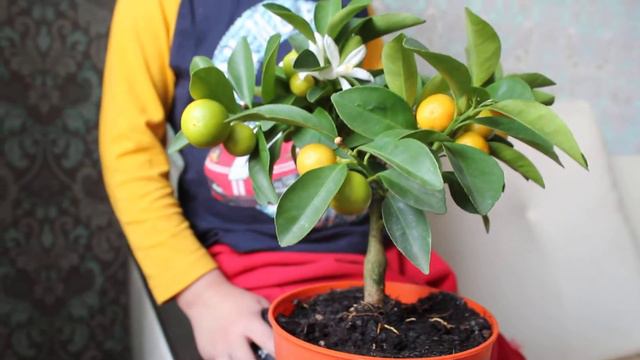 Цветочная мечта