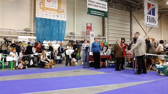 Интересный случай на выставке. Киев. Чемпионат пуделей. Interesting event at show смотреть онлайн