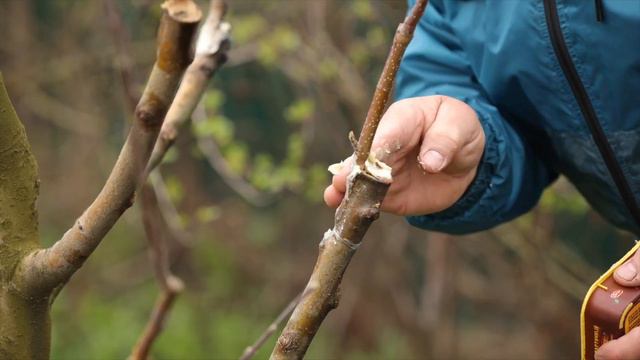 Перепрививка плодовых. Посмотрите на наш результат, вы сможете сделать также! смотреть онлайн
