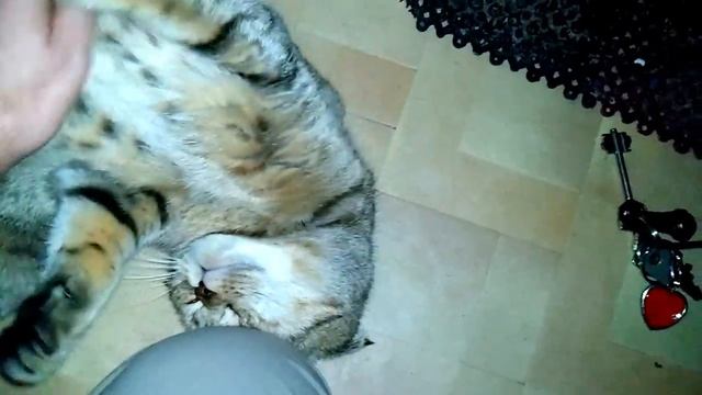 Злобная кошка встречает хозяина с работы смотреть онлайн