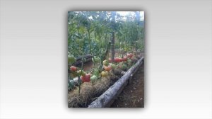 60 вариантов Шпалер для помидоров своими руками