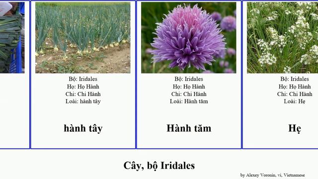 Cây, Bộ Iridales Chi Hoa Hành Allium Hiên Lan Plants Quang Whipplei Divaricata Undulata Aurantiaca